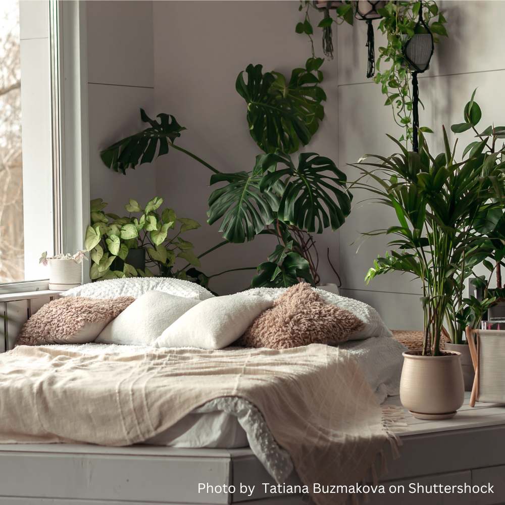 Room with plants and sunlight shining in