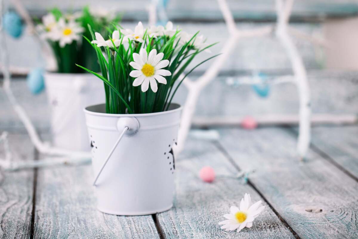 Flower in a white pot